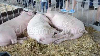 许多成年猪躺在摊子里的干草上。